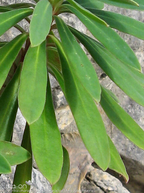 Euphorbia characias characias - Folha | Ana Júlia Pereira; CC BY-NC 4.0