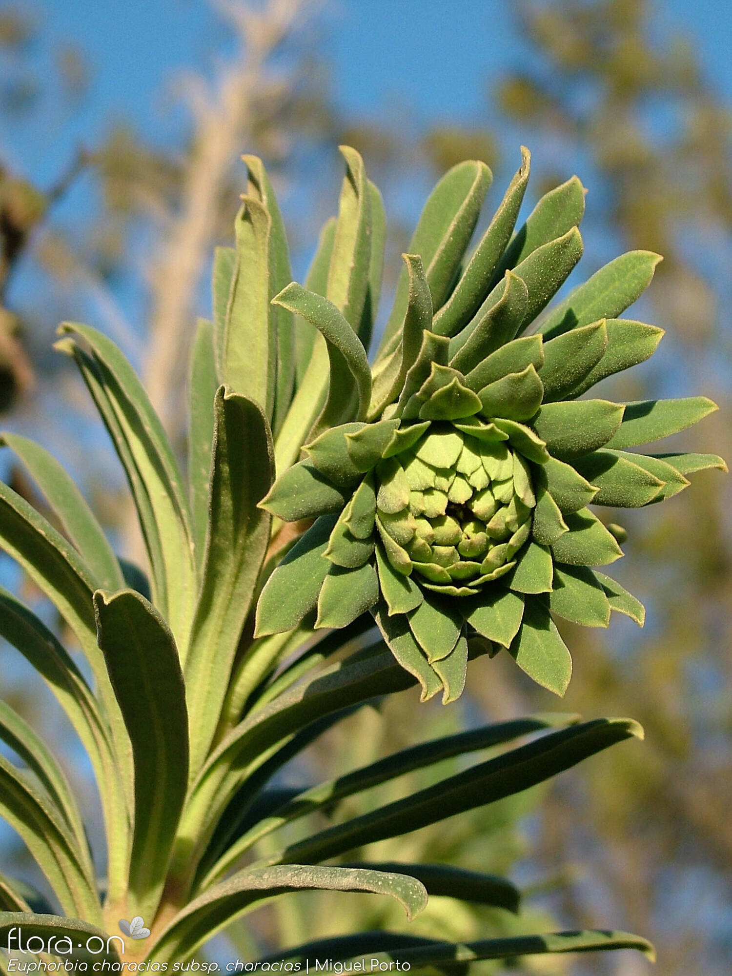 Euphorbia characias characias - Folha | Miguel Porto; CC BY-NC 4.0