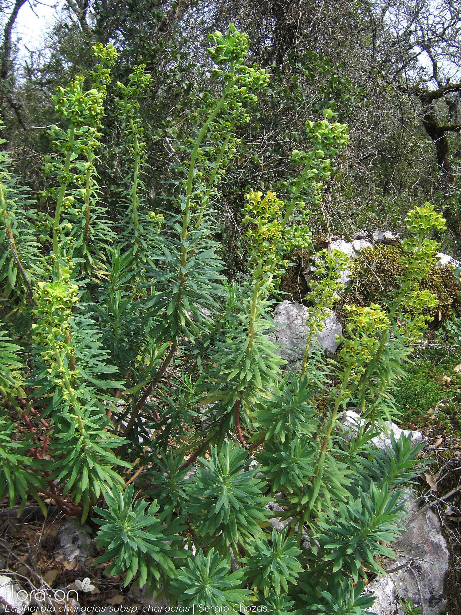 Euphorbia characias characias - Hábito | Sergio Chozas; CC BY-NC 4.0