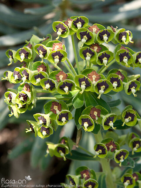 Euphorbia characias characias - Flor (geral) | Miguel Porto; CC BY-NC 4.0