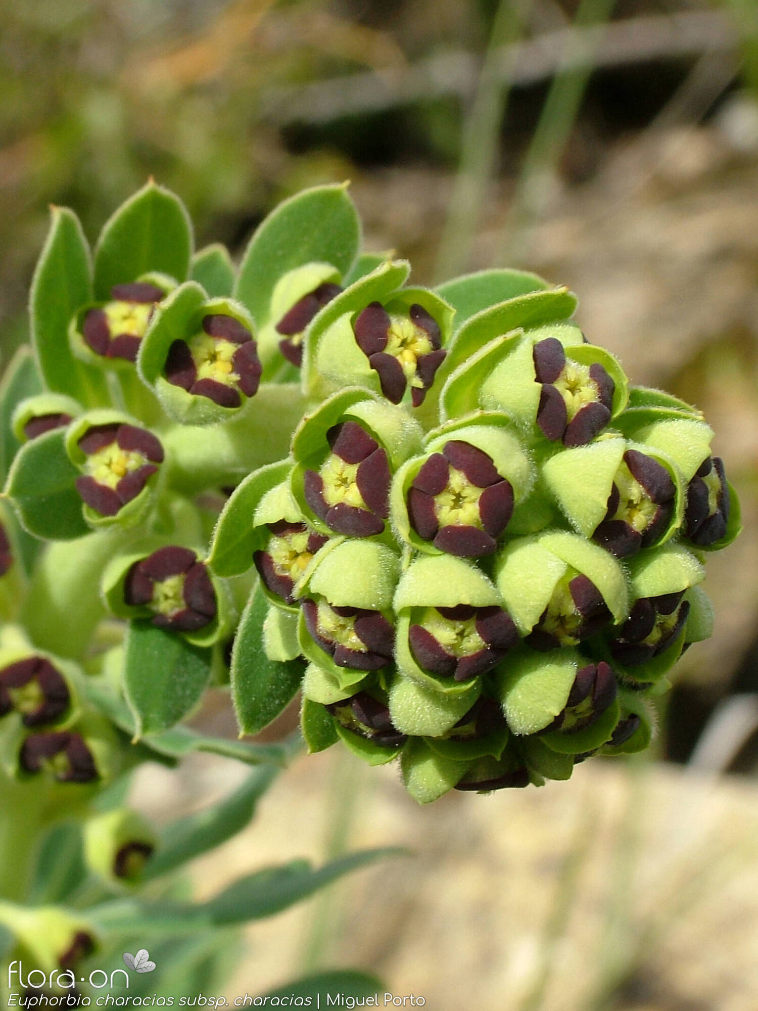 Euphorbia characias characias - Flor (geral) | Miguel Porto; CC BY-NC 4.0