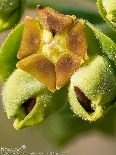 Euphorbia characias characias - Flor (close-up) | Miguel Porto; CC BY-NC 4.0