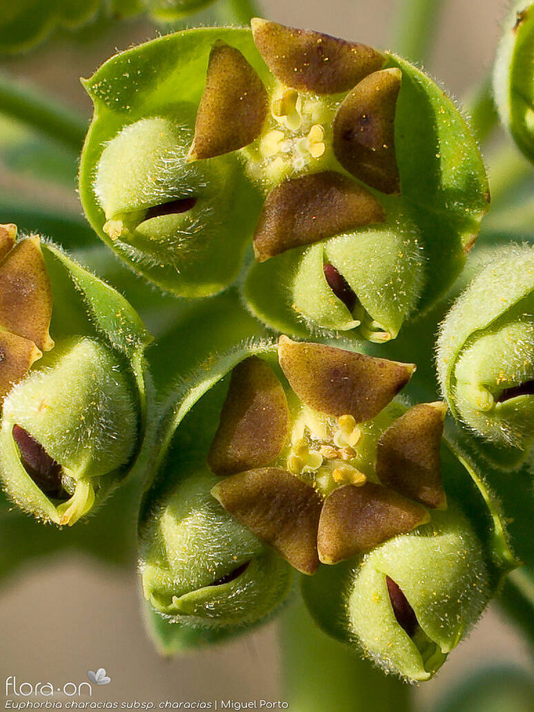 Euphorbia characias characias - Flor (close-up) | Miguel Porto; CC BY-NC 4.0
