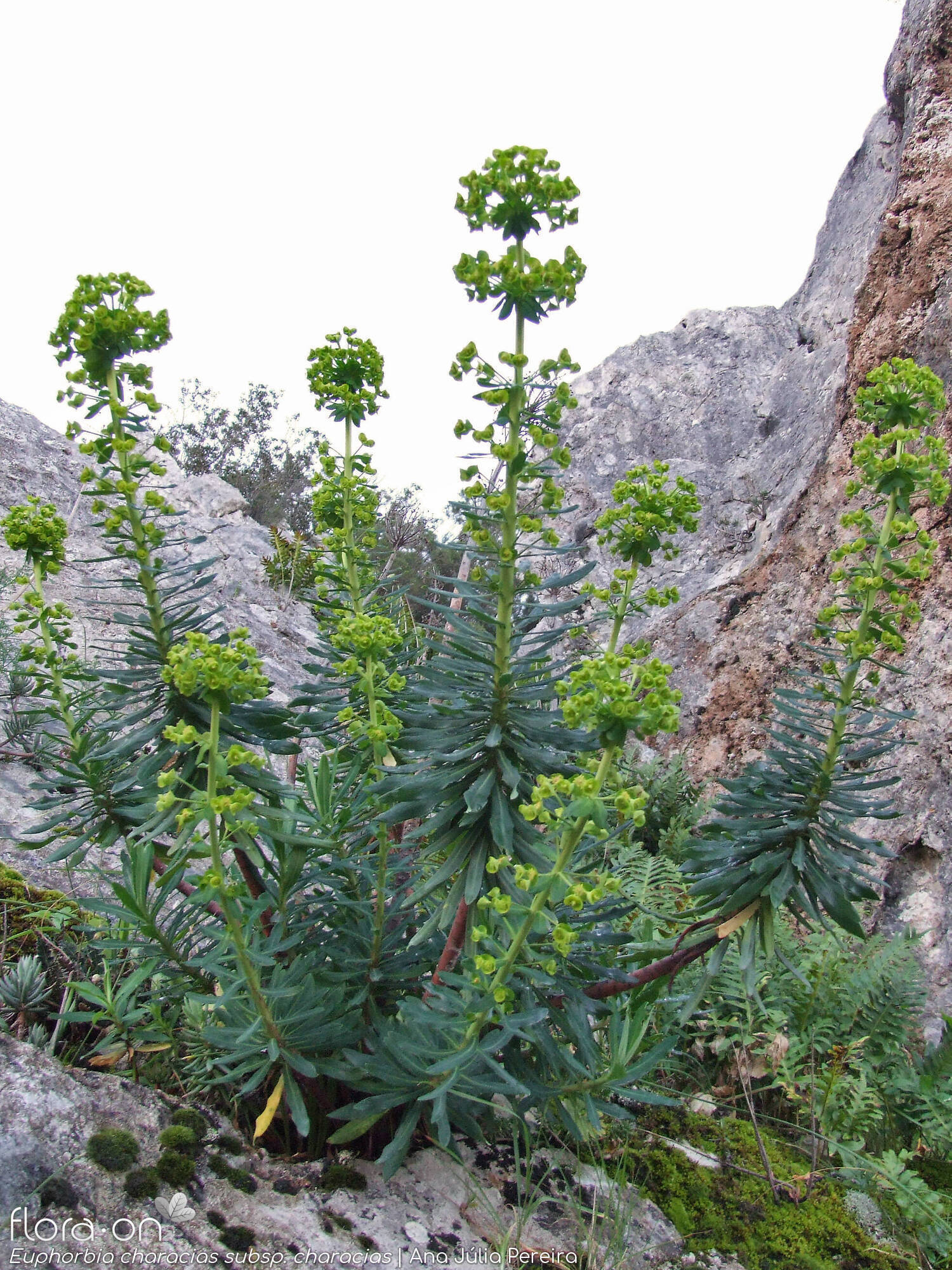 Euphorbia characias characias - Hábito | Ana Júlia Pereira; CC BY-NC 4.0