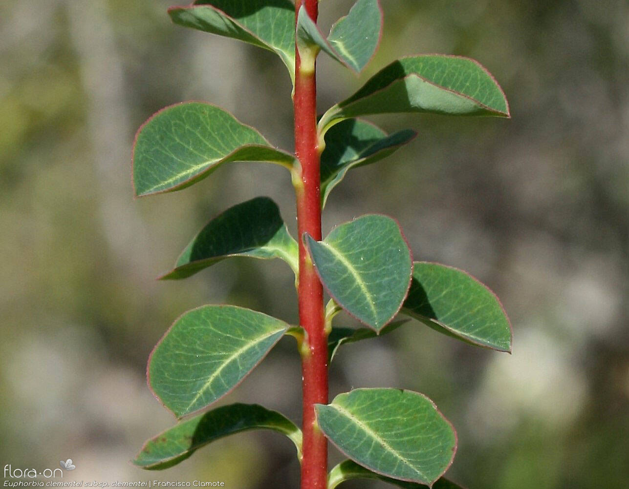 Euphorbia clementei clementei - Folha (geral) | Francisco Clamote; CC BY-NC 4.0
