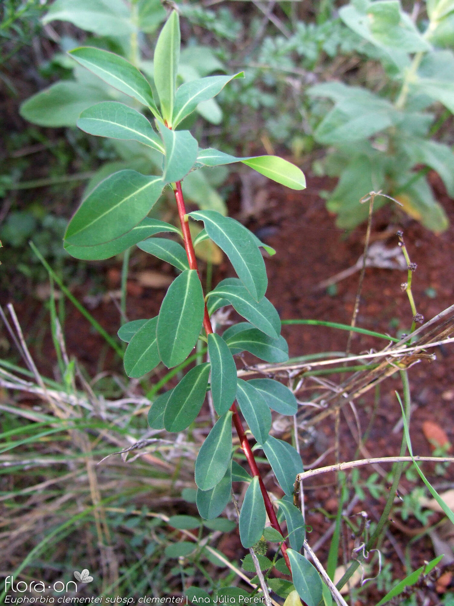 Euphorbia clementei clementei - Hábito | Ana Júlia Pereira; CC BY-NC 4.0