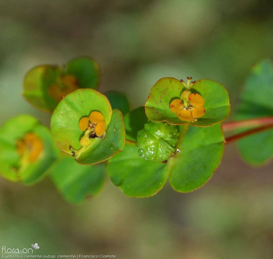 Euphorbia clementei clementei - Flor (close-up) | Francisco Clamote; CC BY-NC 4.0