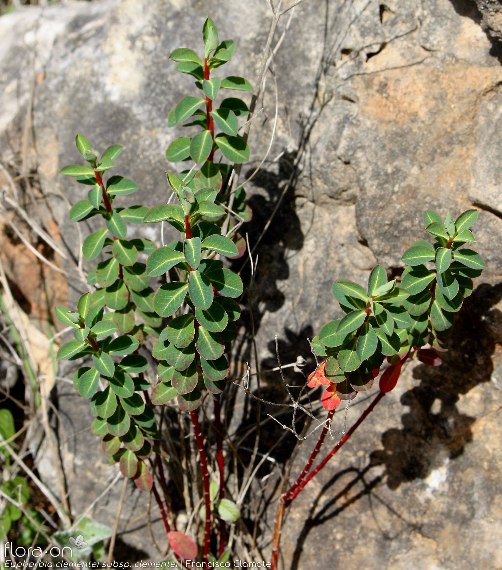 Euphorbia clementei clementei - Hábito | Francisco Clamote; CC BY-NC 4.0