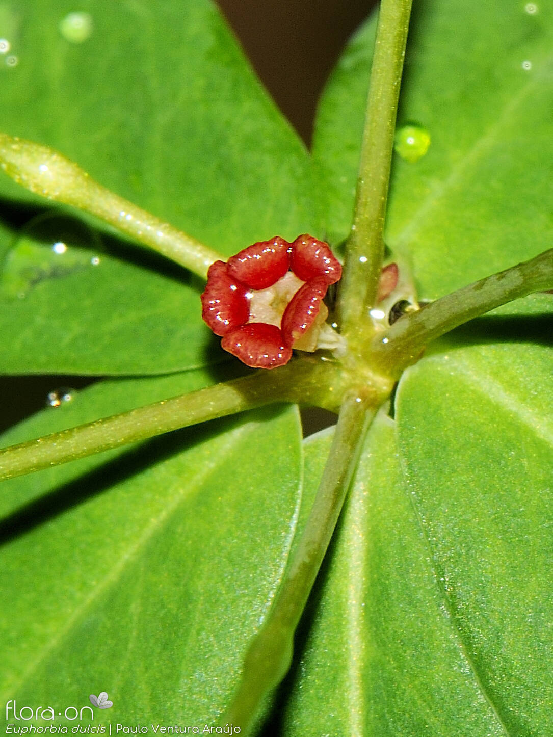 Euphorbia dulcis - Flor (close-up) | Paulo Ventura Araújo; CC BY-NC 4.0