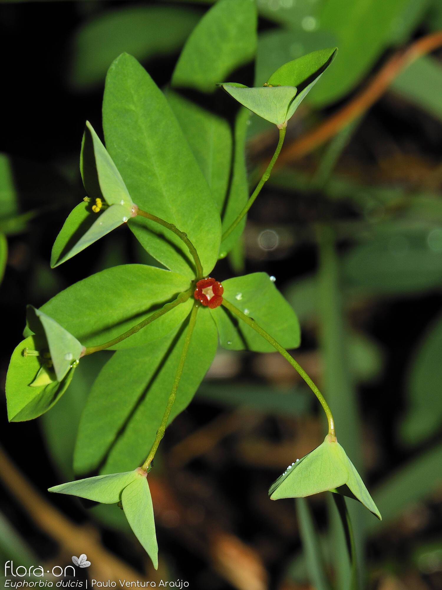 Euphorbia dulcis - Flor (geral) | Paulo Ventura Araújo; CC BY-NC 4.0