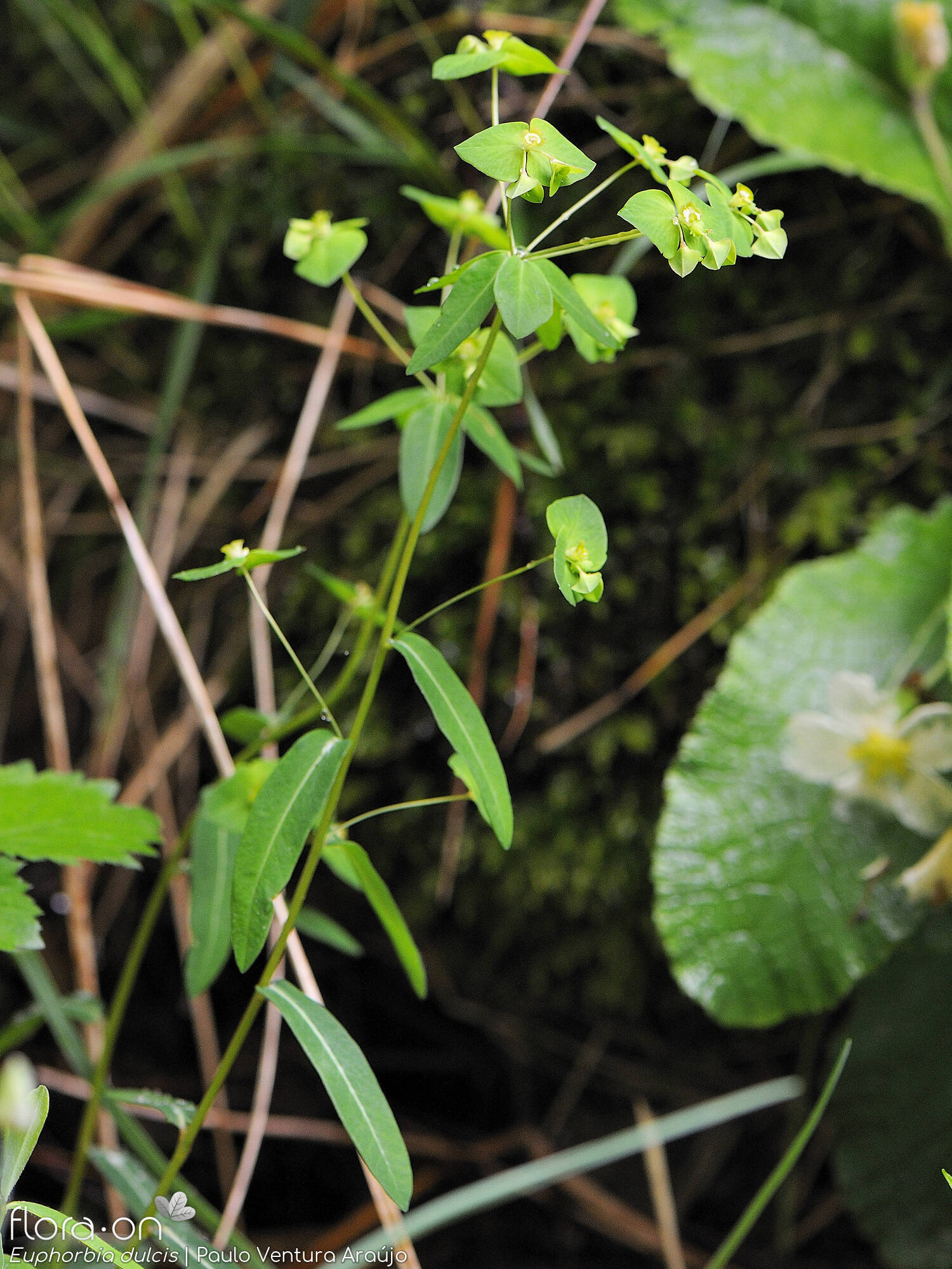 Euphorbia dulcis - Hábito | Paulo Ventura Araújo; CC BY-NC 4.0