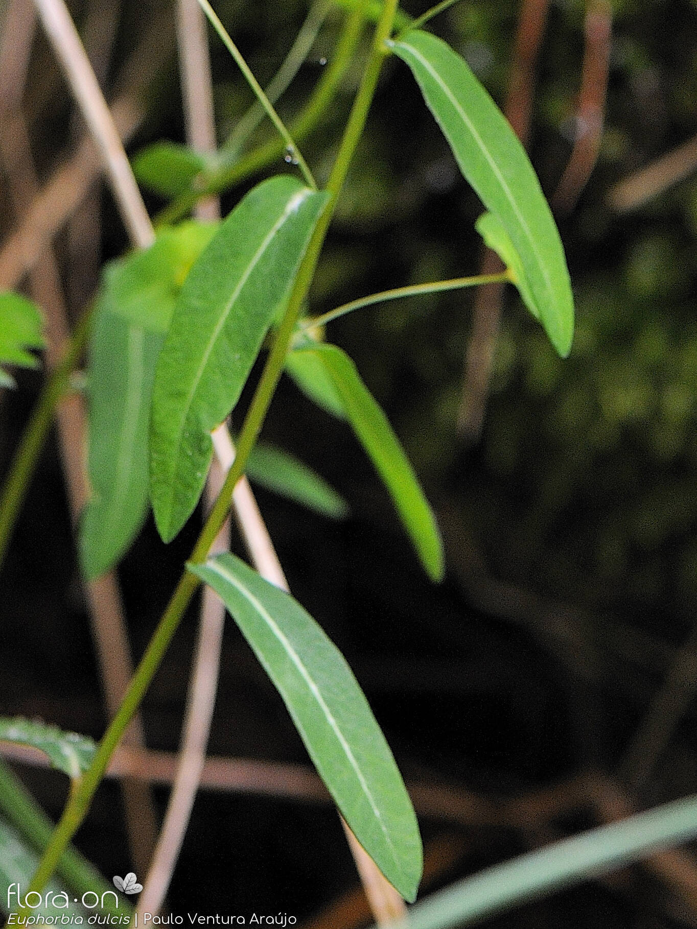 Euphorbia dulcis - Folha (geral) | Paulo Ventura Araújo; CC BY-NC 4.0