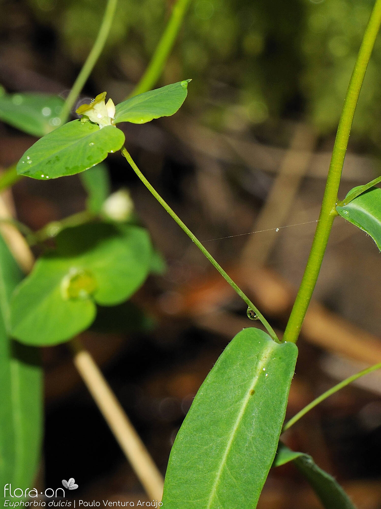 Euphorbia dulcis - Bráctea | Paulo Ventura Araújo; CC BY-NC 4.0