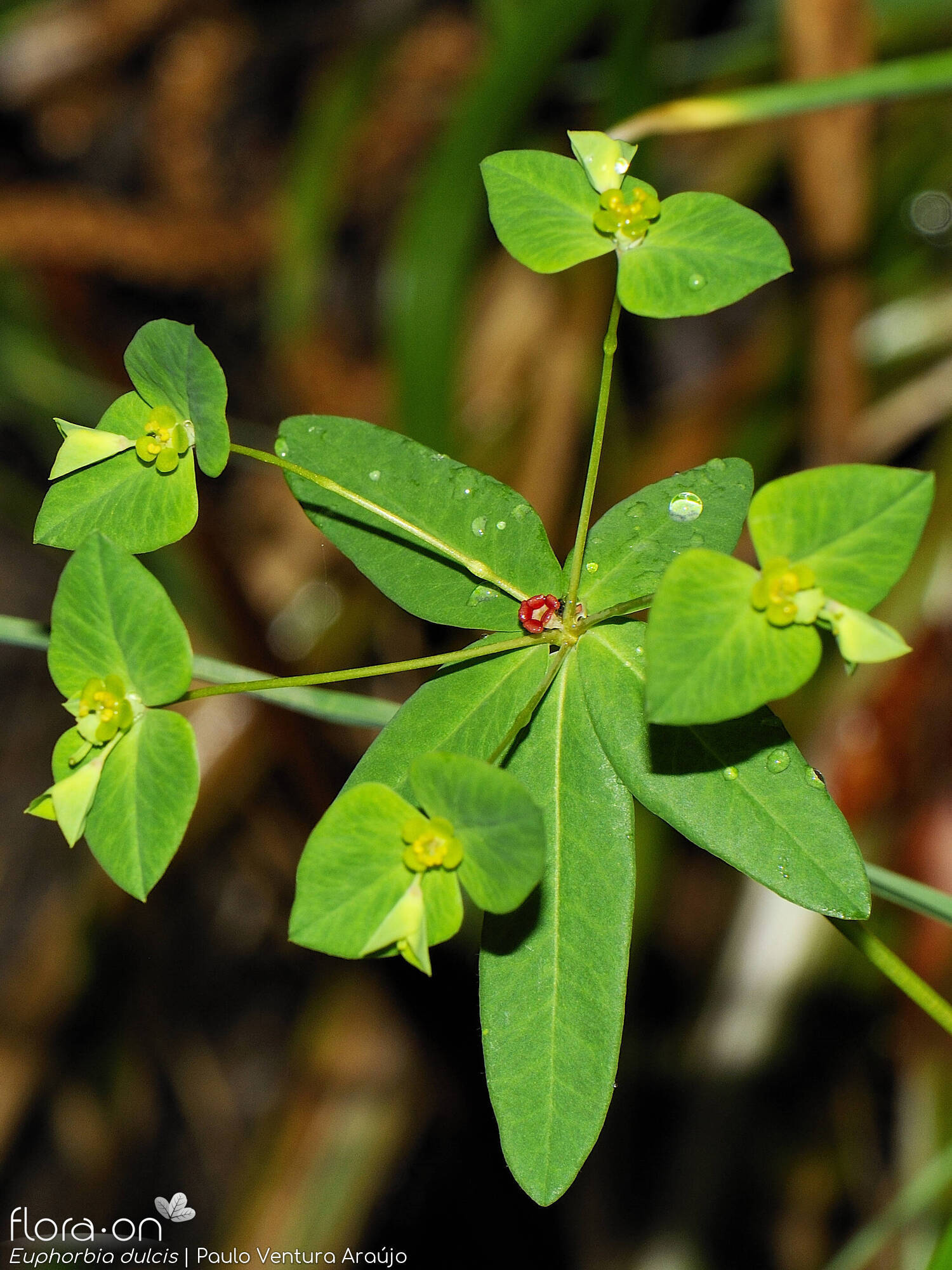 Euphorbia dulcis - Flor (geral) | Paulo Ventura Araújo; CC BY-NC 4.0