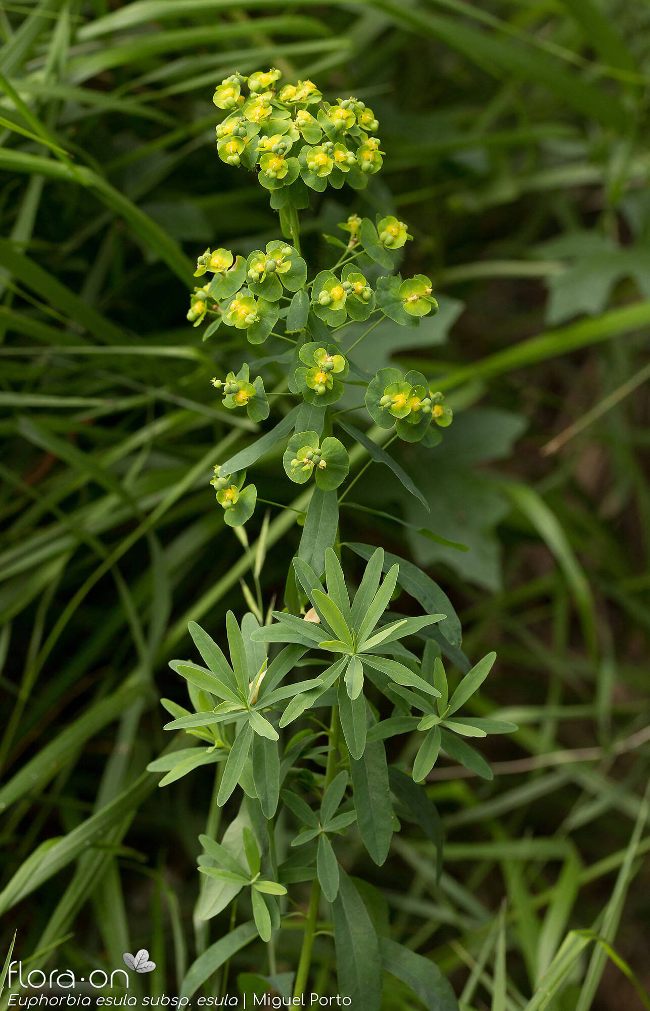 Euphorbia esula esula - Hábito | Miguel Porto; CC BY-NC 4.0