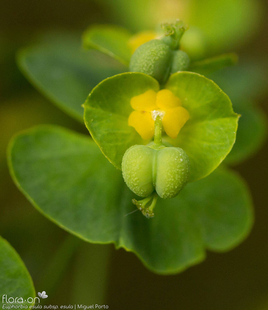 Euphorbia esula esula - Flor (close-up) | Miguel Porto; CC BY-NC 4.0