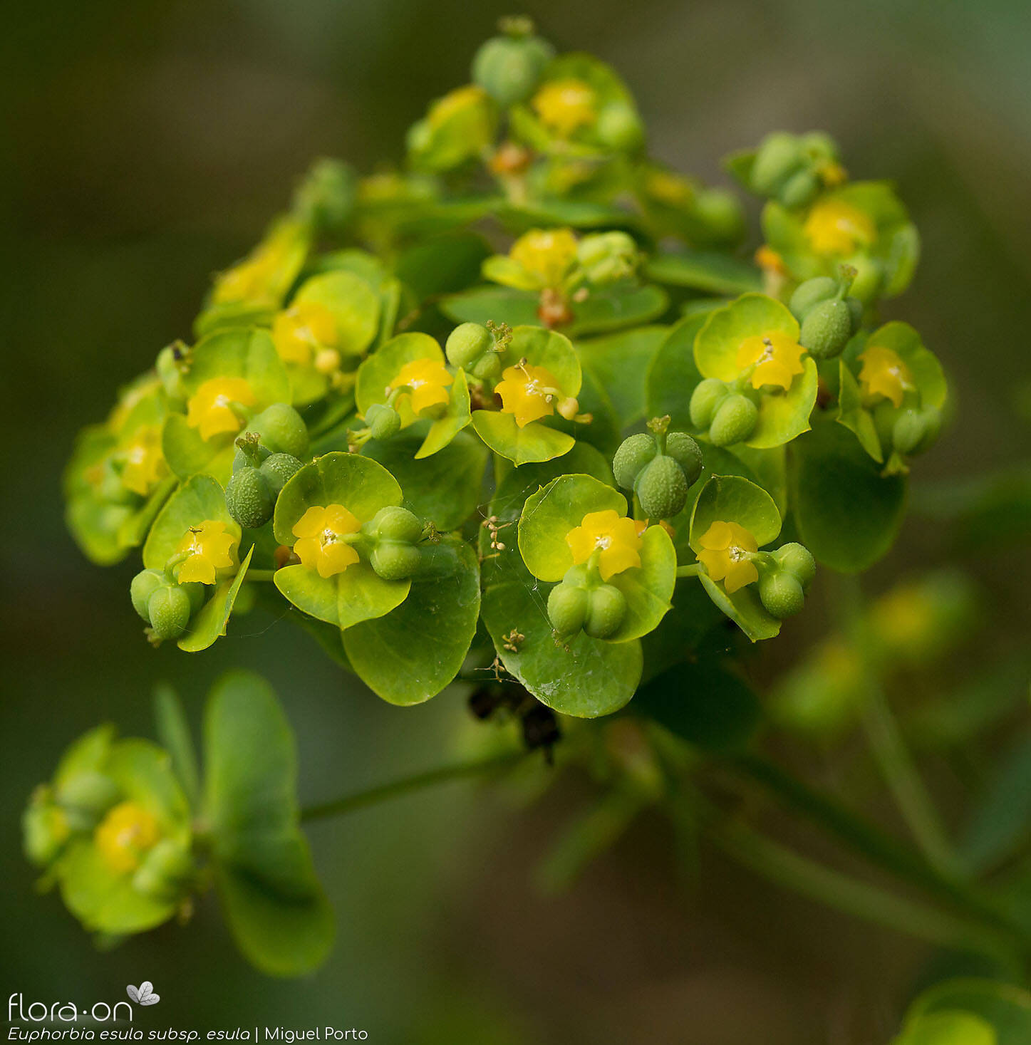Euphorbia esula esula - Flor (geral) | Miguel Porto; CC BY-NC 4.0