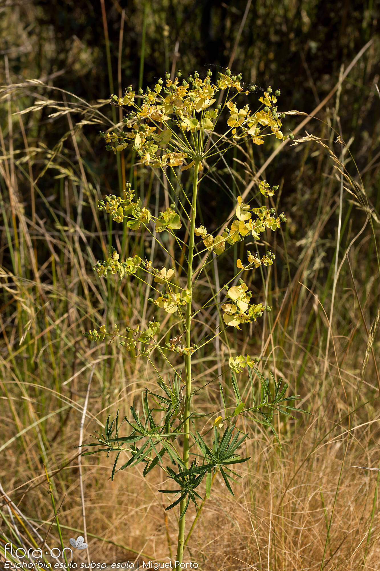 Euphorbia esula esula - Hábito | Miguel Porto; CC BY-NC 4.0