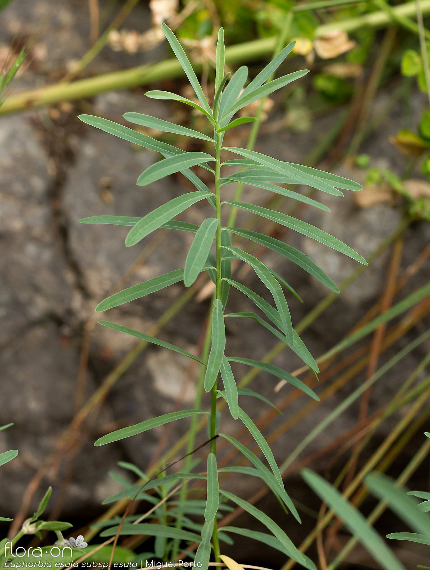 Euphorbia esula esula - Folha (geral) | Miguel Porto; CC BY-NC 4.0