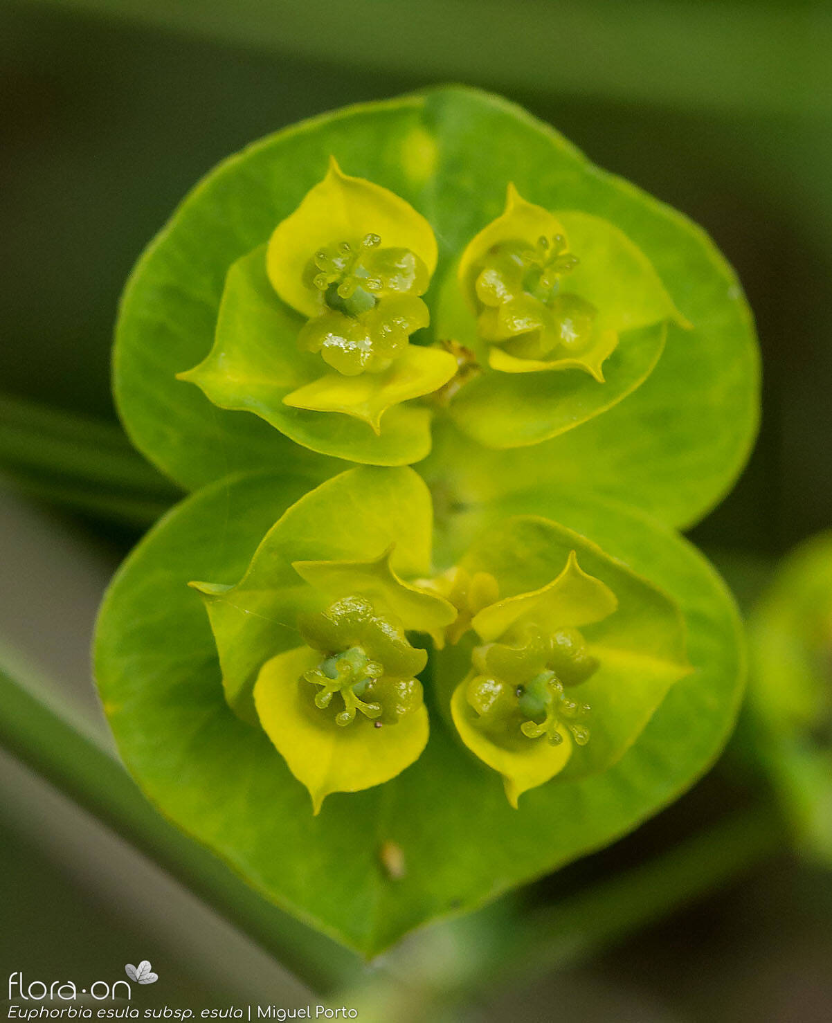 Euphorbia esula esula - Flor (close-up) | Miguel Porto; CC BY-NC 4.0