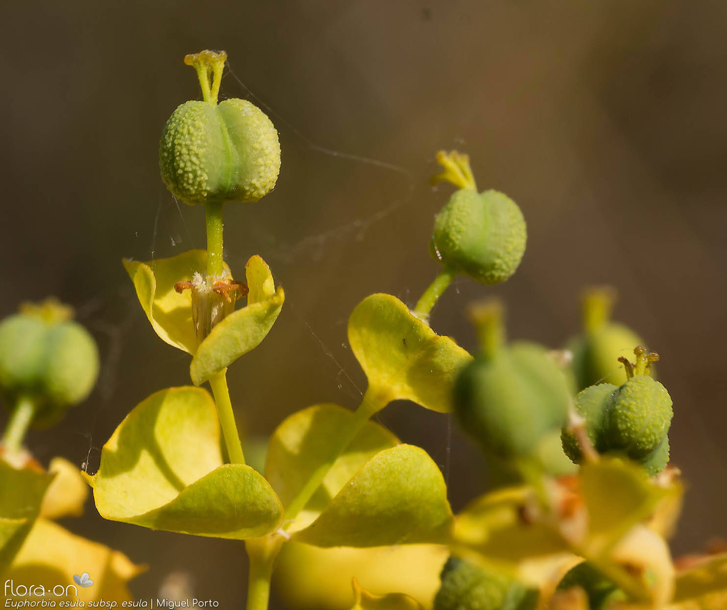 Euphorbia esula esula - Fruto | Miguel Porto; CC BY-NC 4.0