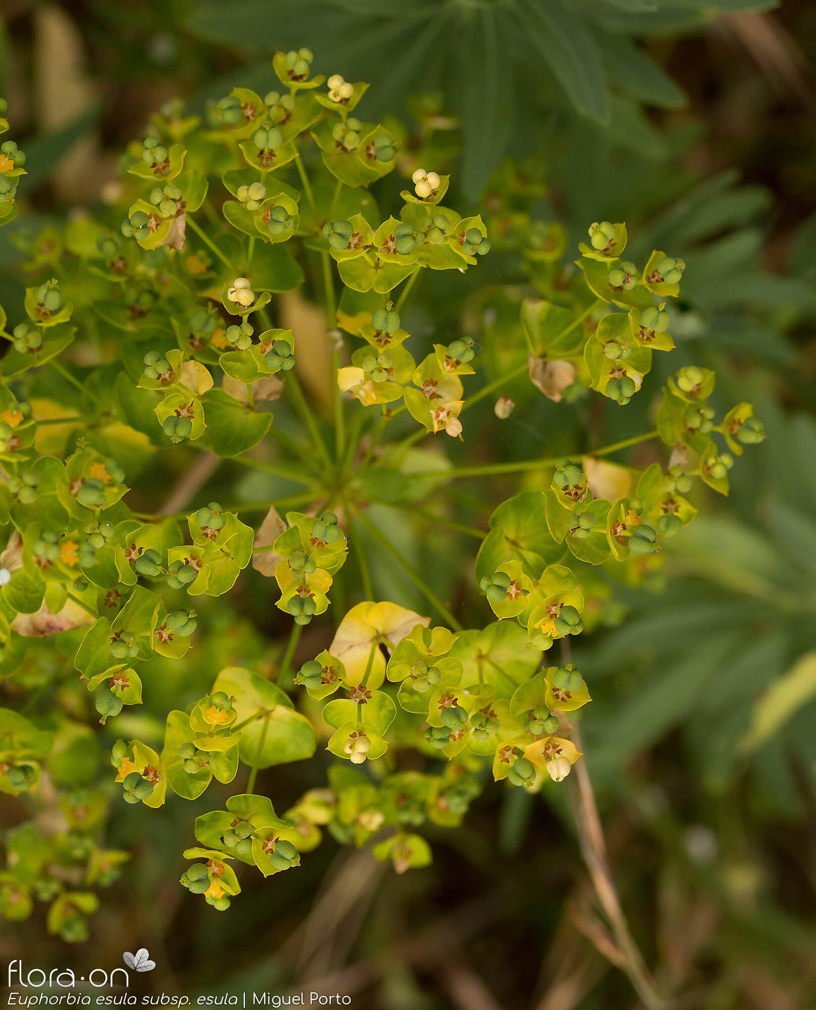 Euphorbia esula esula - Flor (geral) | Miguel Porto; CC BY-NC 4.0