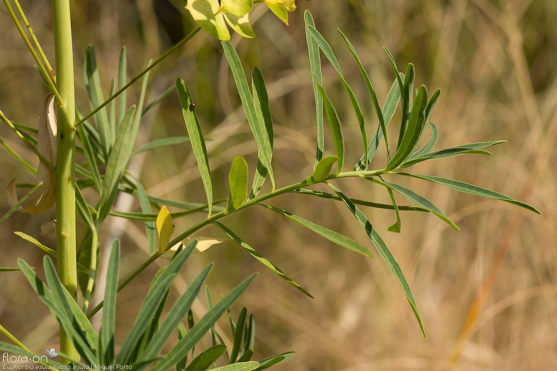 Euphorbia esula esula - Folha (geral) | Miguel Porto; CC BY-NC 4.0