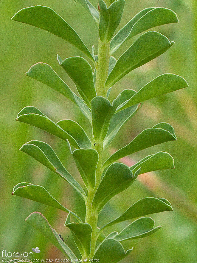 Euphorbia falcata falcata - Folha | Miguel Porto; CC BY-NC 4.0