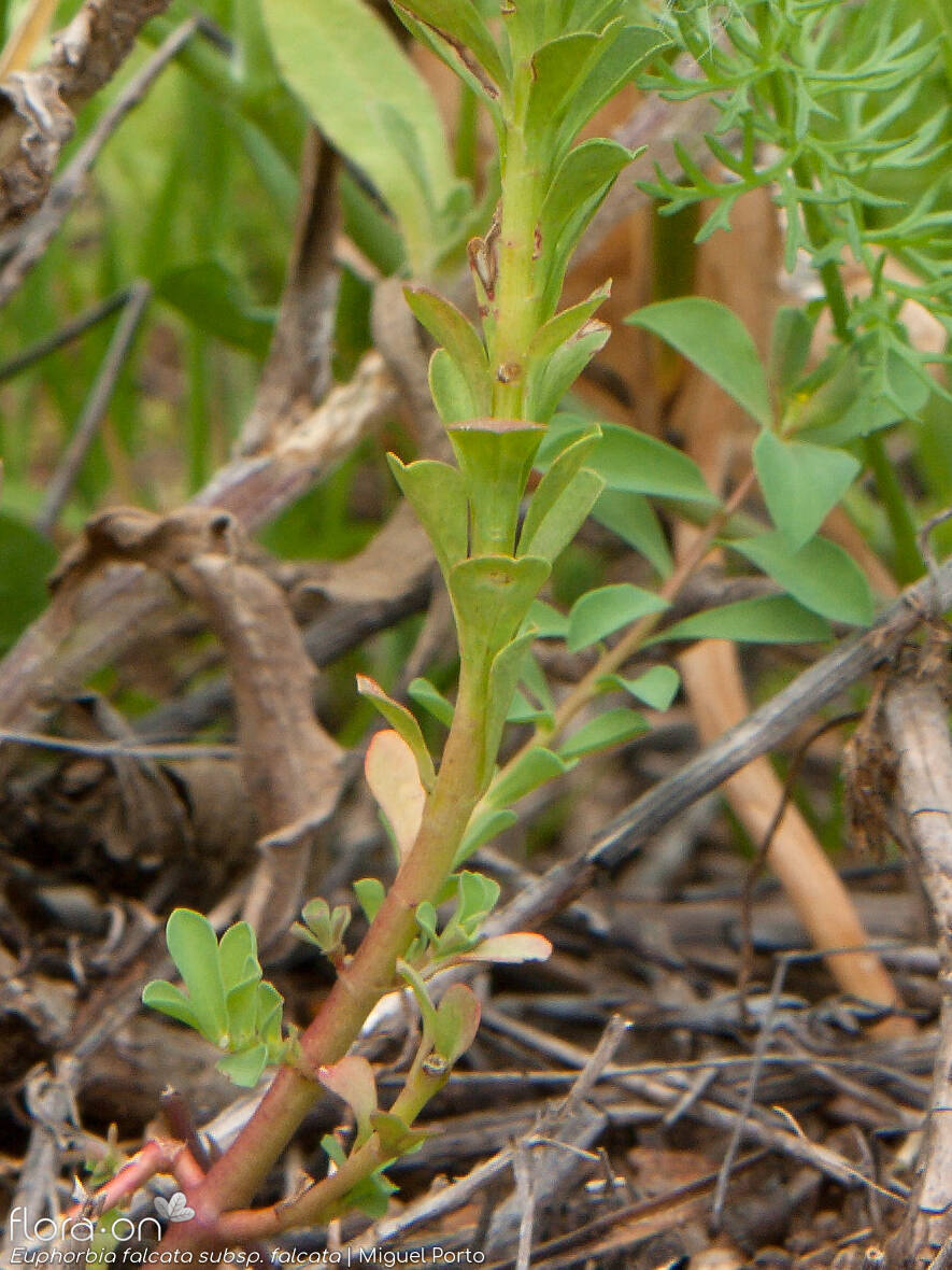 Euphorbia falcata falcata - Caule | Miguel Porto; CC BY-NC 4.0