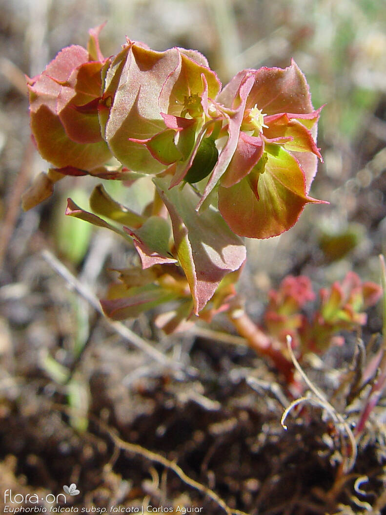 Euphorbia falcata falcata - Hábito | Carlos Aguiar; CC BY-NC 4.0