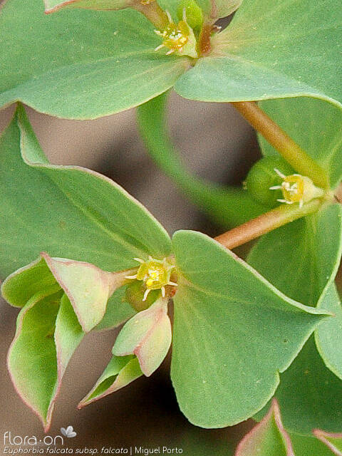 Euphorbia falcata falcata - Bráctea | Miguel Porto; CC BY-NC 4.0
