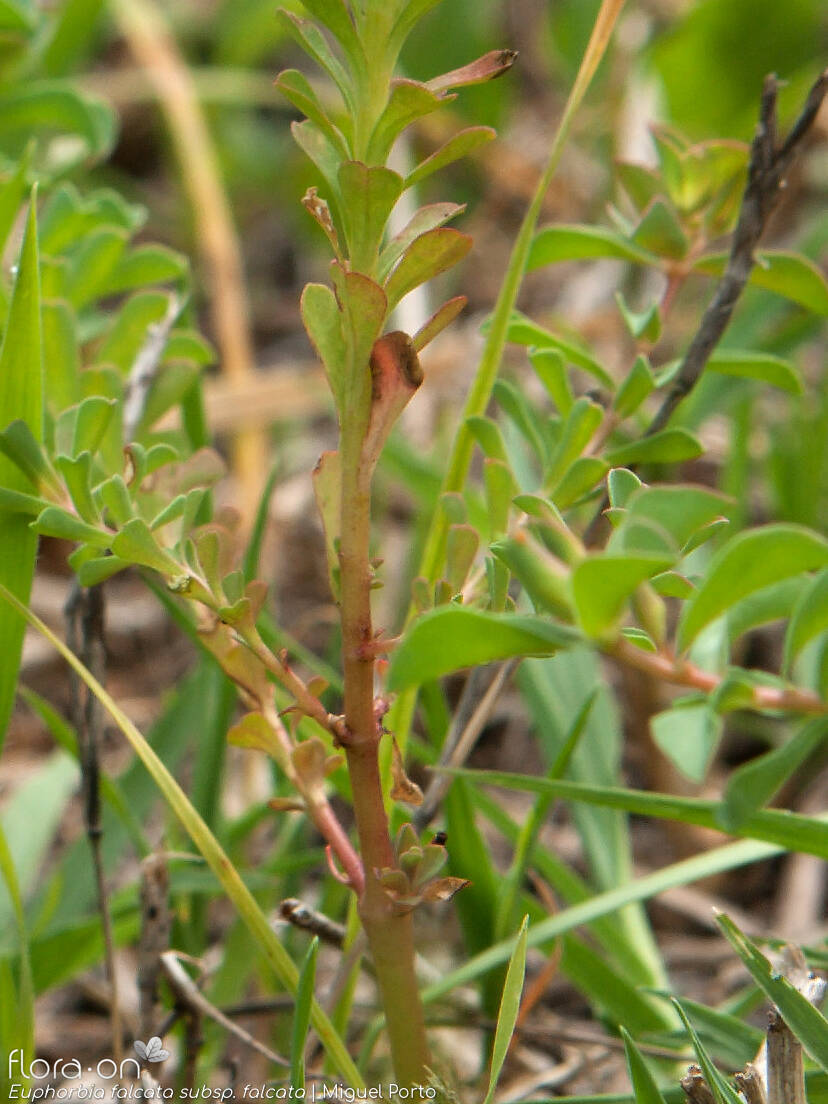 Euphorbia falcata falcata - Caule | Miguel Porto; CC BY-NC 4.0