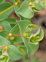 Euphorbia falcata