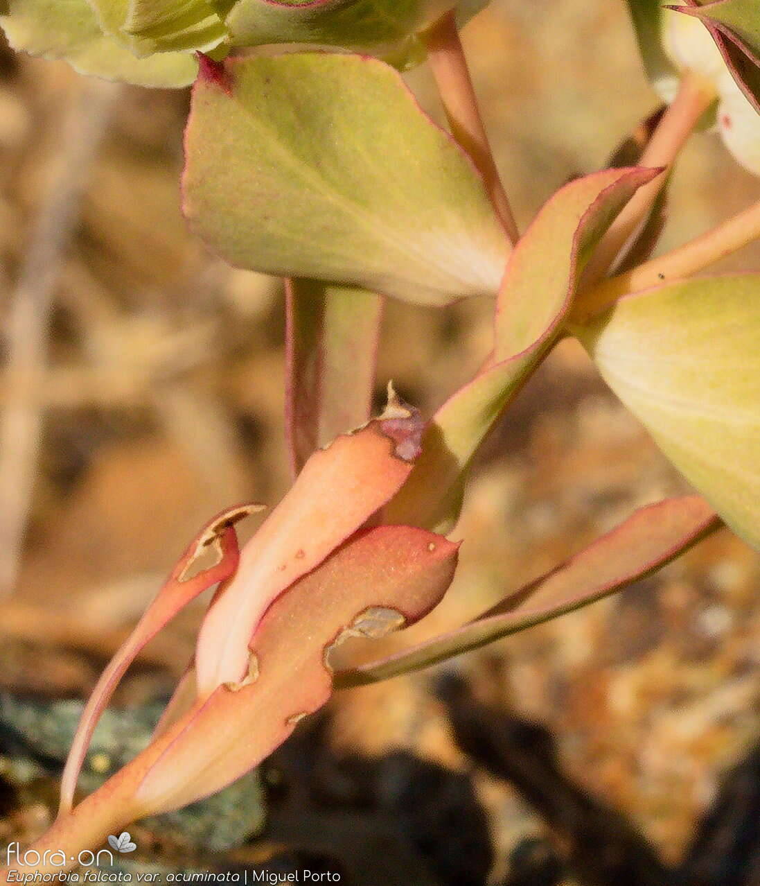 Euphorbia falcata - Folha | Miguel Porto; CC BY-NC 4.0