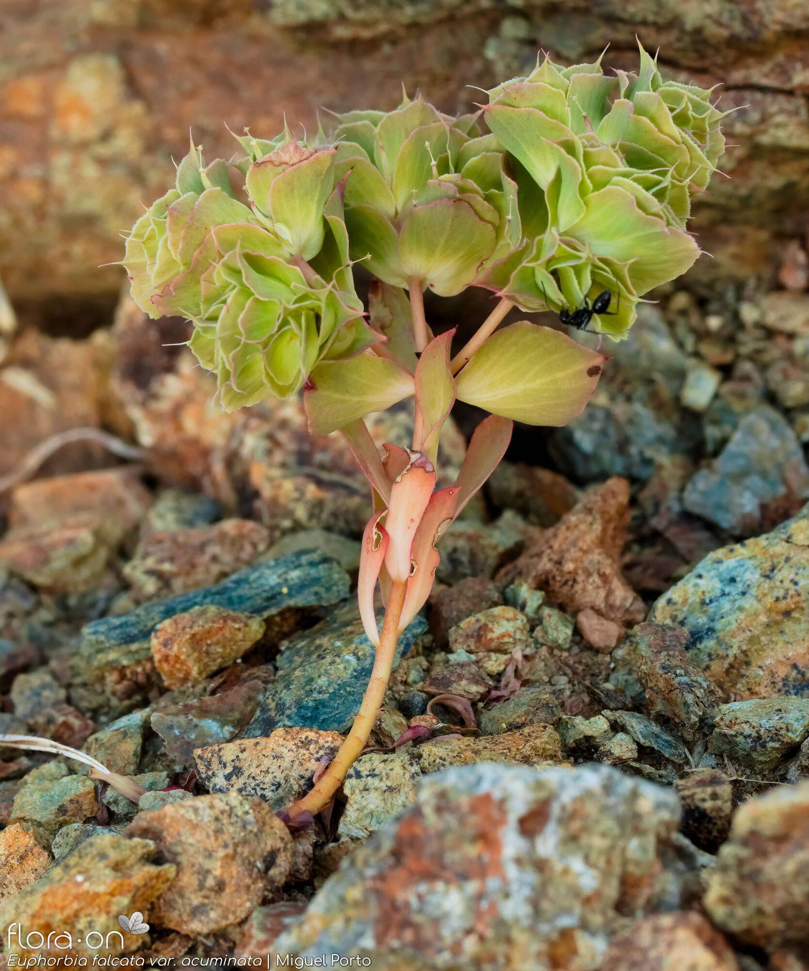 Euphorbia falcata - Hábito | Miguel Porto; CC BY-NC 4.0