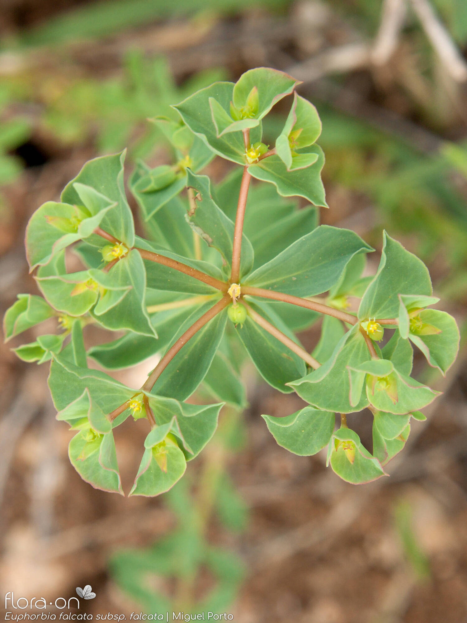 Euphorbia falcata - Flor (geral) | Miguel Porto; CC BY-NC 4.0