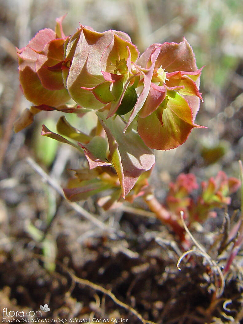 Euphorbia falcata - Hábito | Carlos Aguiar; CC BY-NC 4.0
