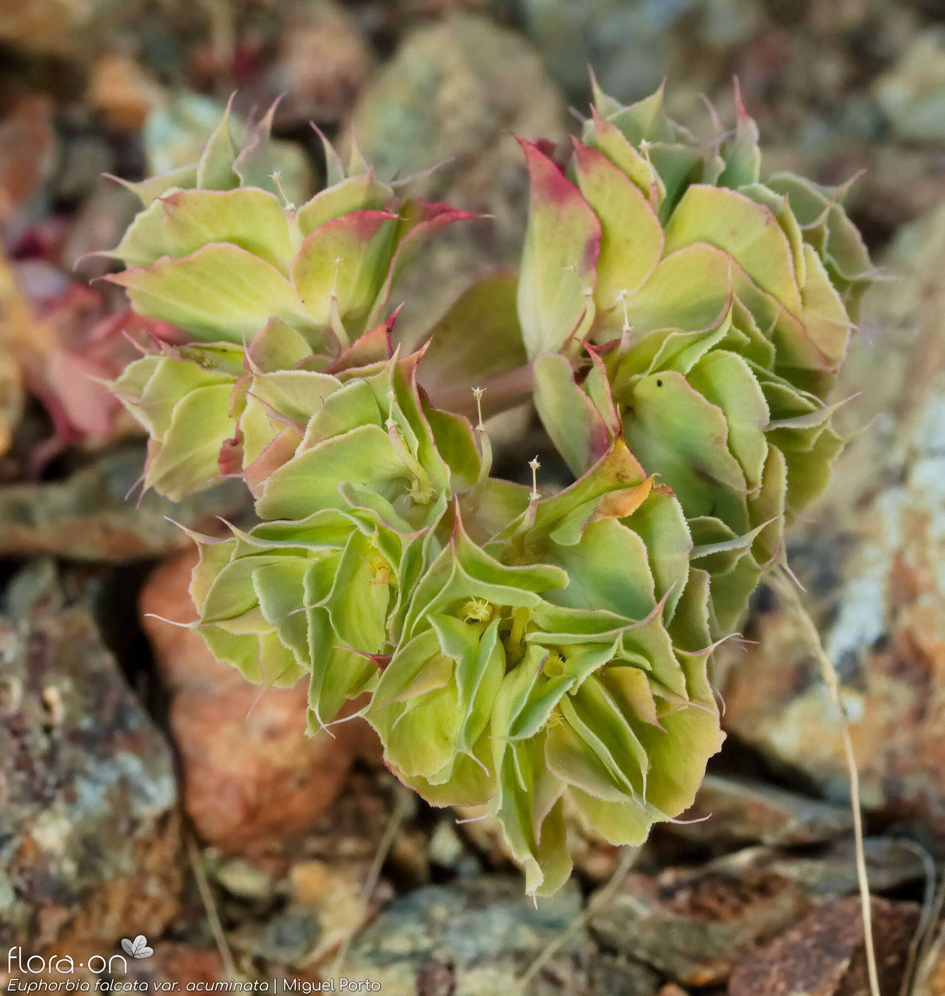 Euphorbia falcata - Flor (geral) | Miguel Porto; CC BY-NC 4.0