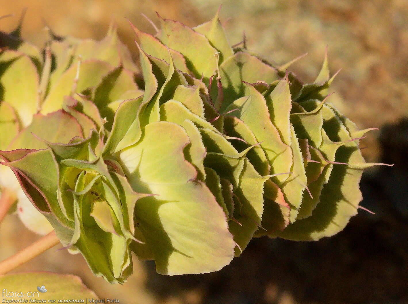 Euphorbia falcata - Bráctea | Miguel Porto; CC BY-NC 4.0