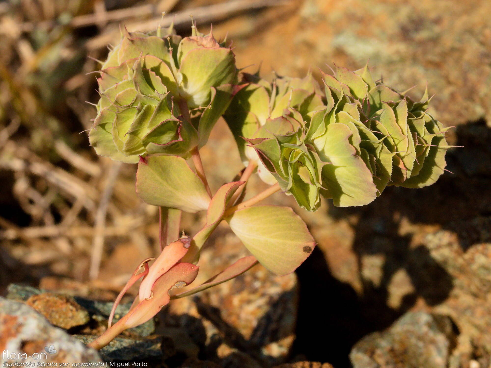 Euphorbia falcata - Flor (geral) | Miguel Porto; CC BY-NC 4.0
