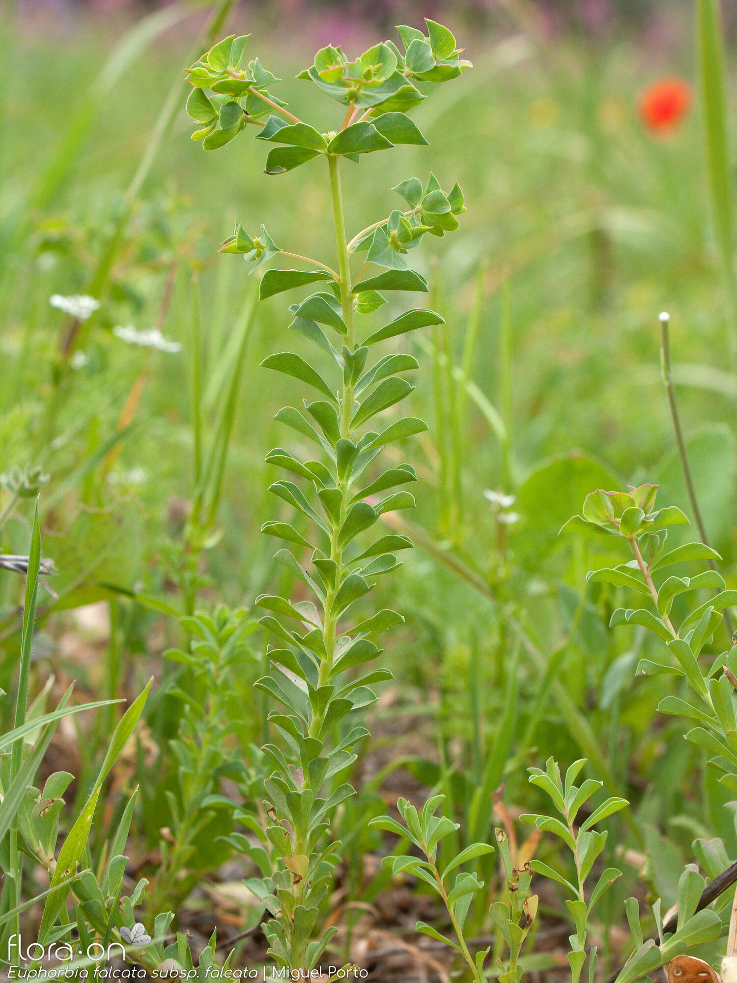 Euphorbia falcata - Hábito | Miguel Porto; CC BY-NC 4.0
