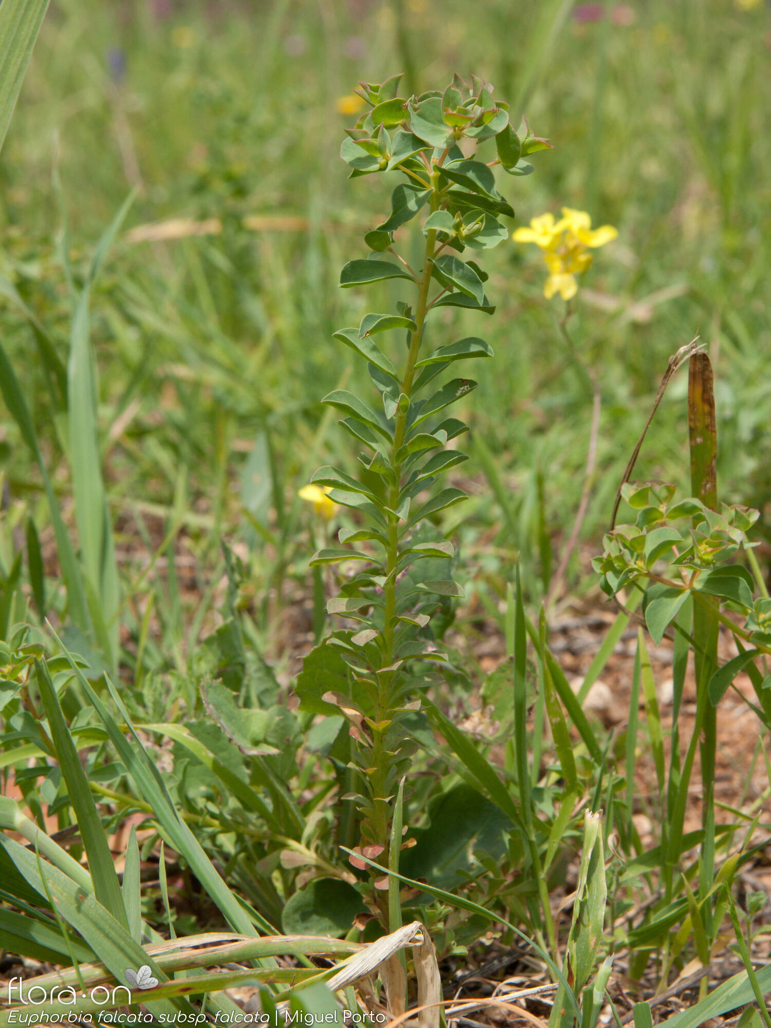 Euphorbia falcata - Hábito | Miguel Porto; CC BY-NC 4.0