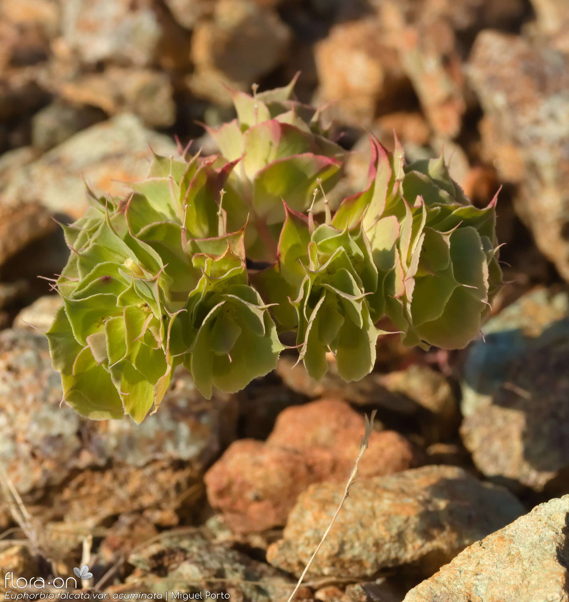 Euphorbia falcata - Flor (geral) | Miguel Porto; CC BY-NC 4.0