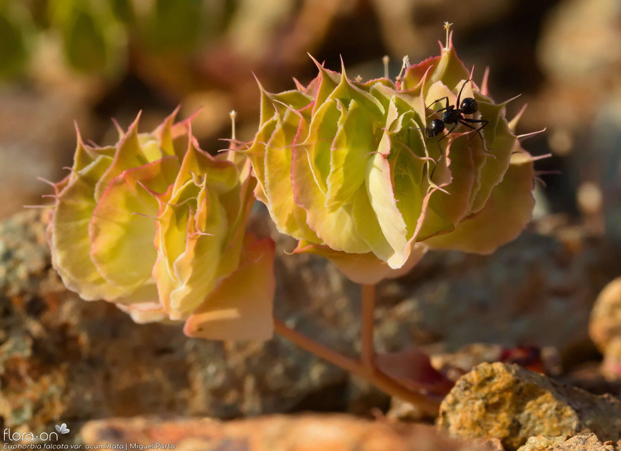 Euphorbia falcata - Flor (geral) | Miguel Porto; CC BY-NC 4.0