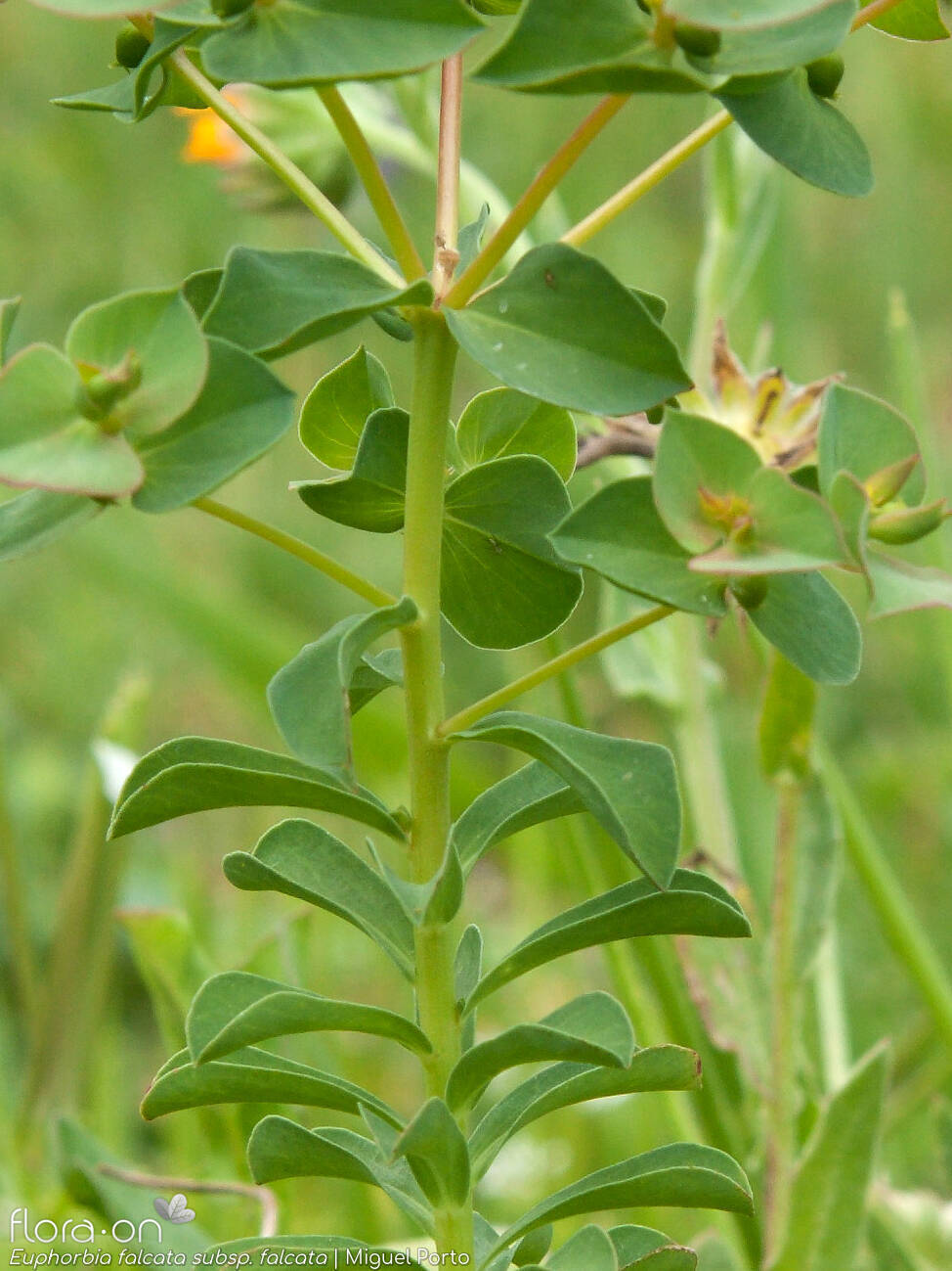 Euphorbia falcata - Folha | Miguel Porto; CC BY-NC 4.0