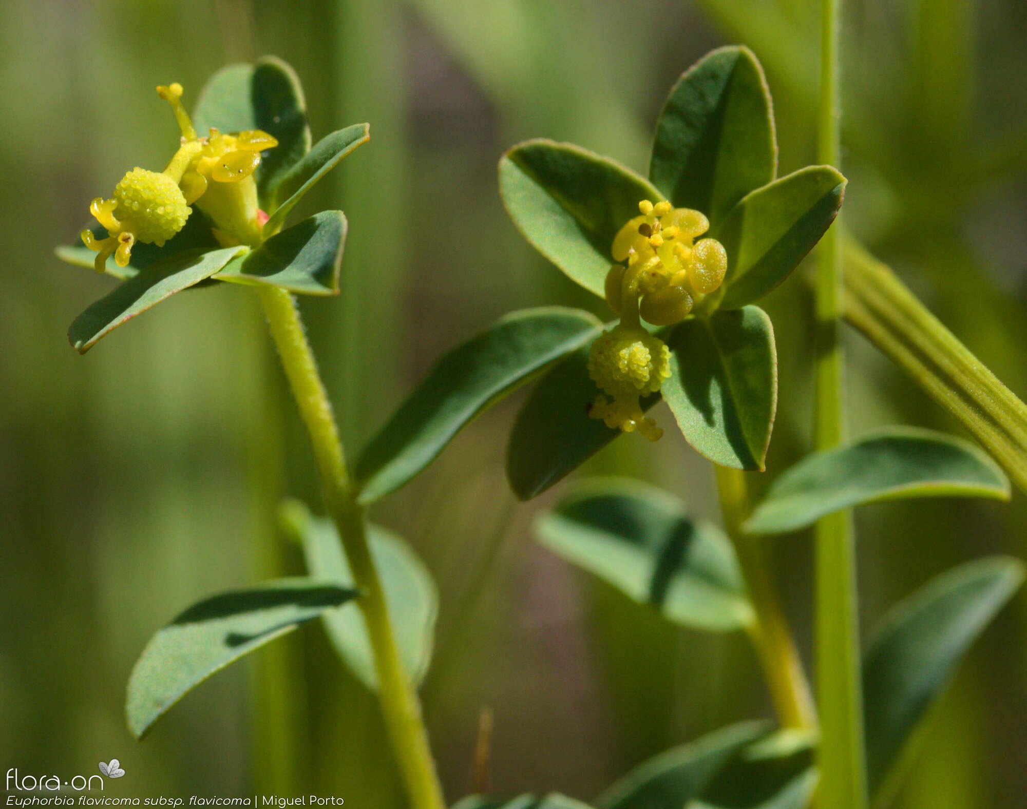 Euphorbia flavicoma flavicoma - Flor (close-up) | Miguel Porto; CC BY-NC 4.0