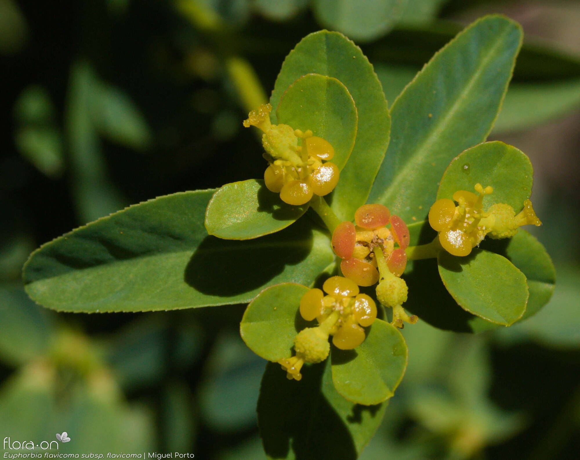 Euphorbia flavicoma flavicoma - Flor (geral) | Miguel Porto; CC BY-NC 4.0