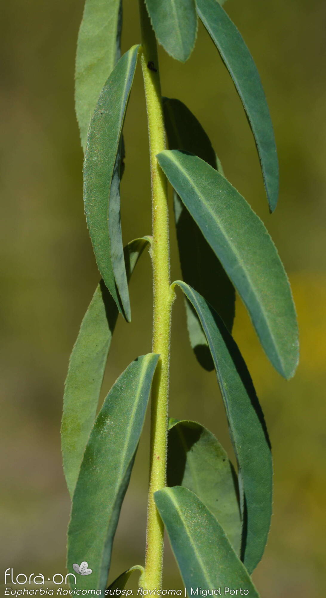 Euphorbia flavicoma flavicoma - Folha | Miguel Porto; CC BY-NC 4.0