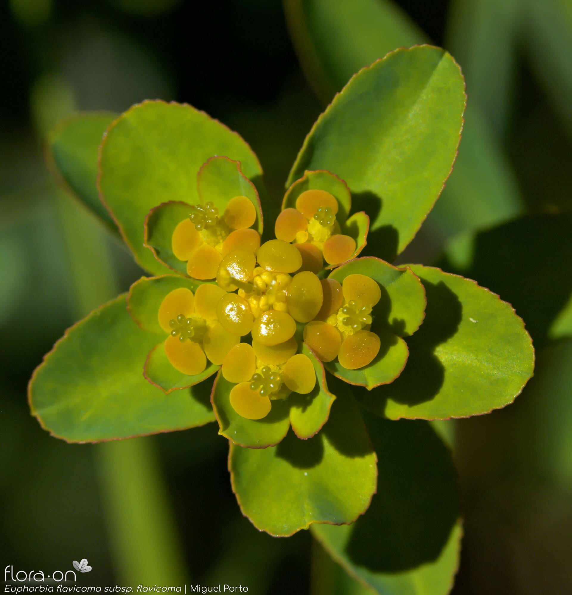 Euphorbia flavicoma flavicoma - Flor (geral) | Miguel Porto; CC BY-NC 4.0