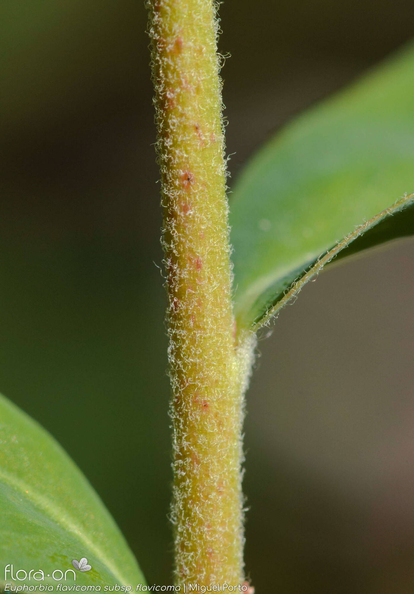 Euphorbia flavicoma flavicoma - Caule | Miguel Porto; CC BY-NC 4.0